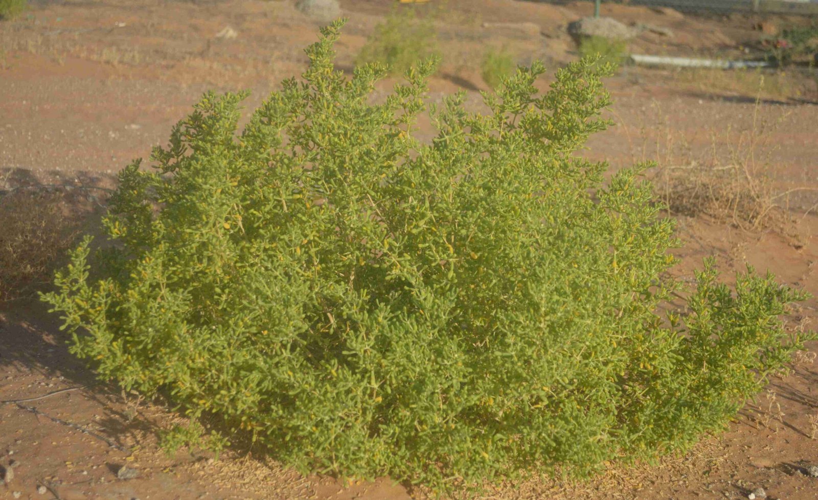 Zygophyllum Mandavillea