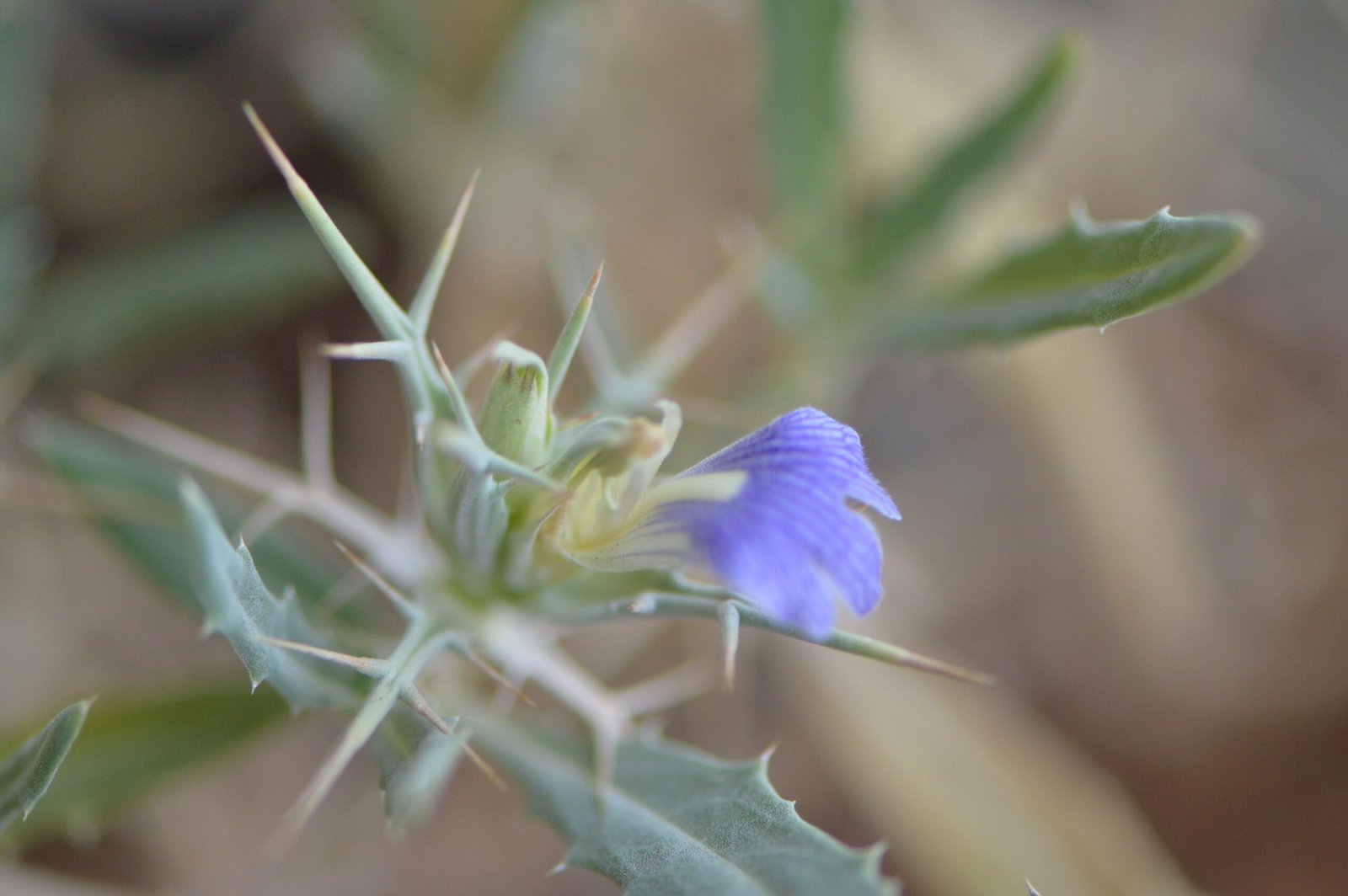 Blepharis Ciliaris