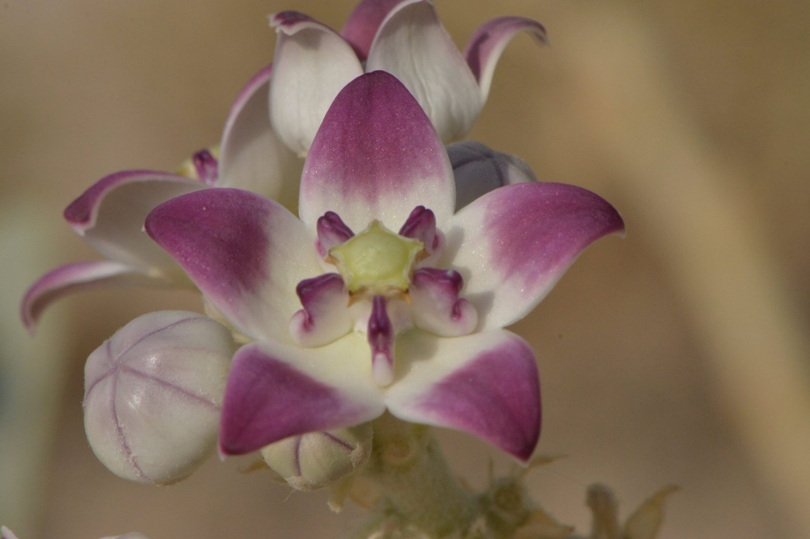 Calotropis Procera