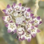 Calotropis Procera
