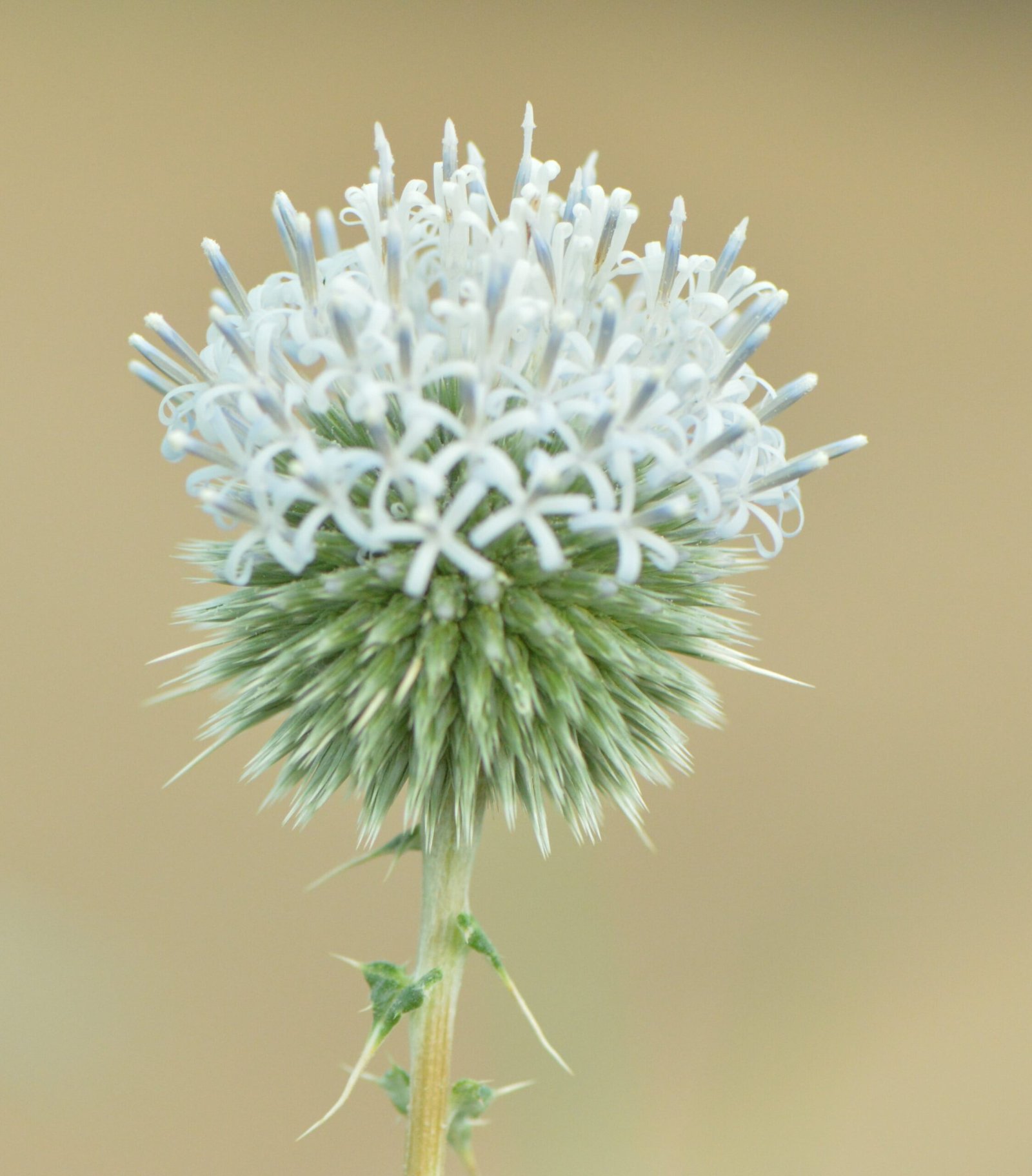 Echinops Spinosissimus - Image 3