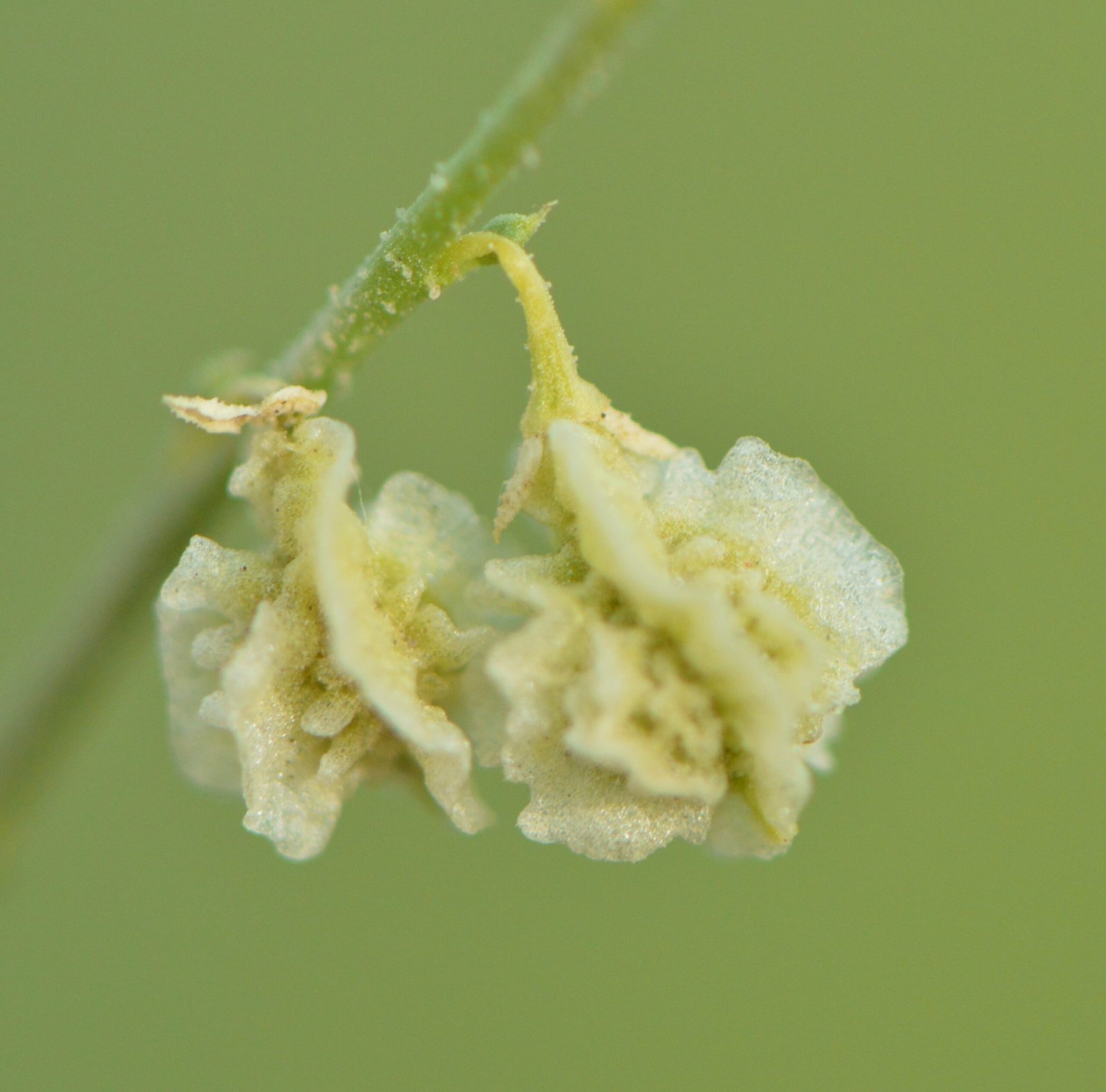Dipterygium Glaucum - Image 3