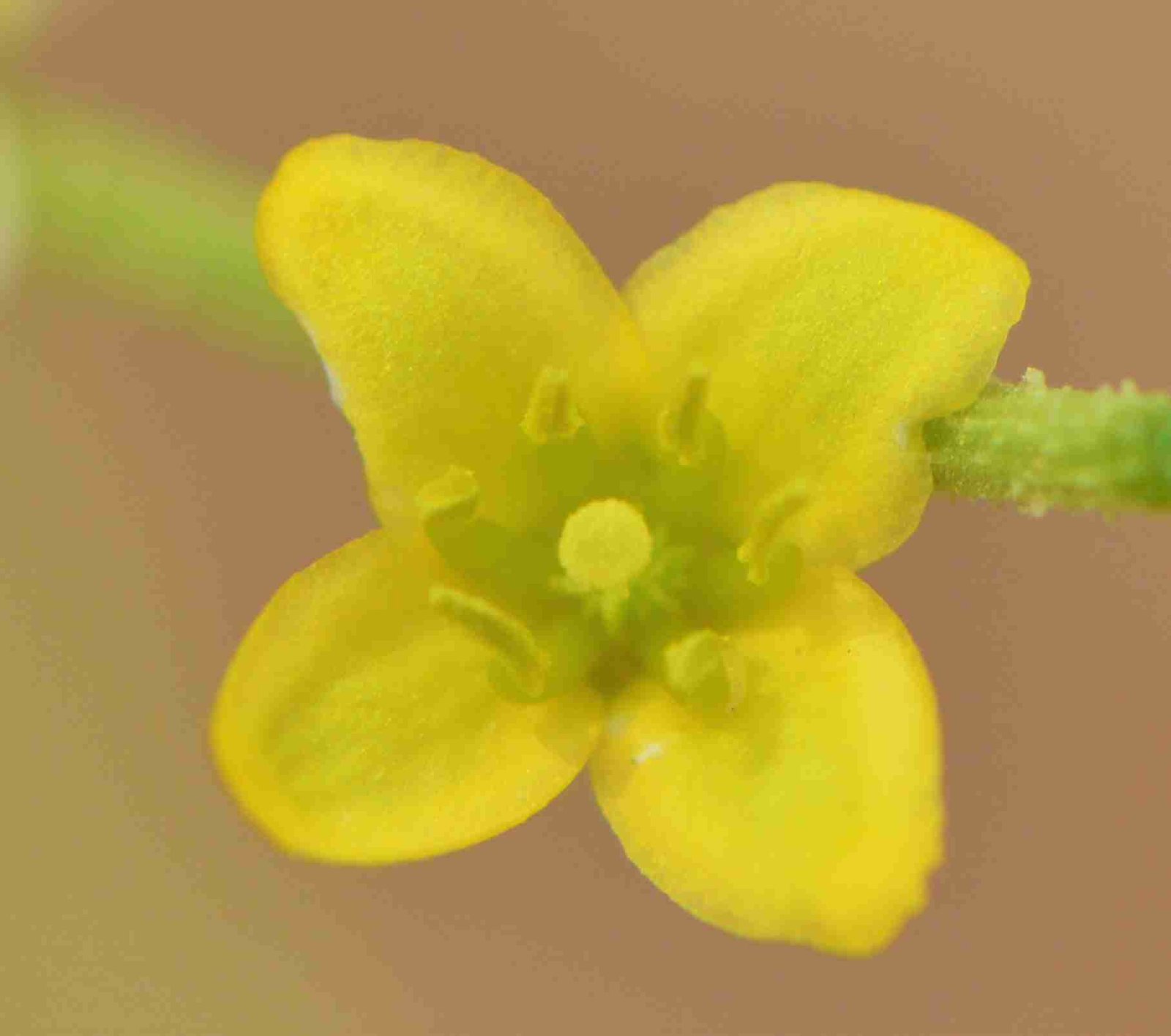 Dipterygium Glaucum