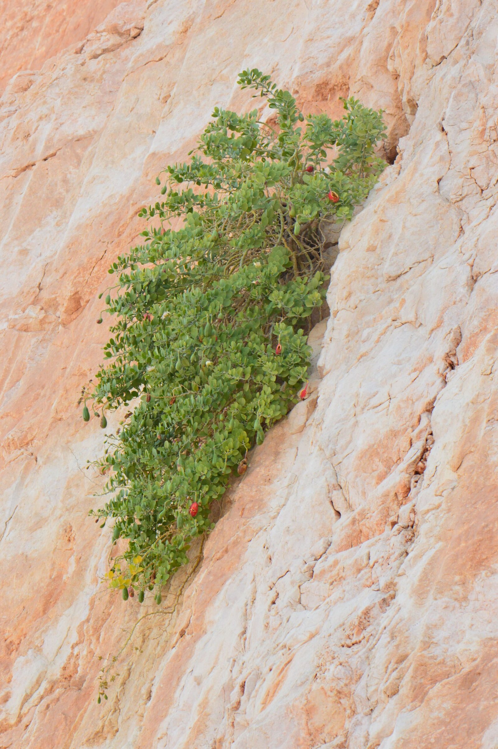 Capparis Cartilaginea - Image 4