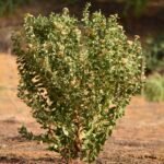 Pluchea Arabica