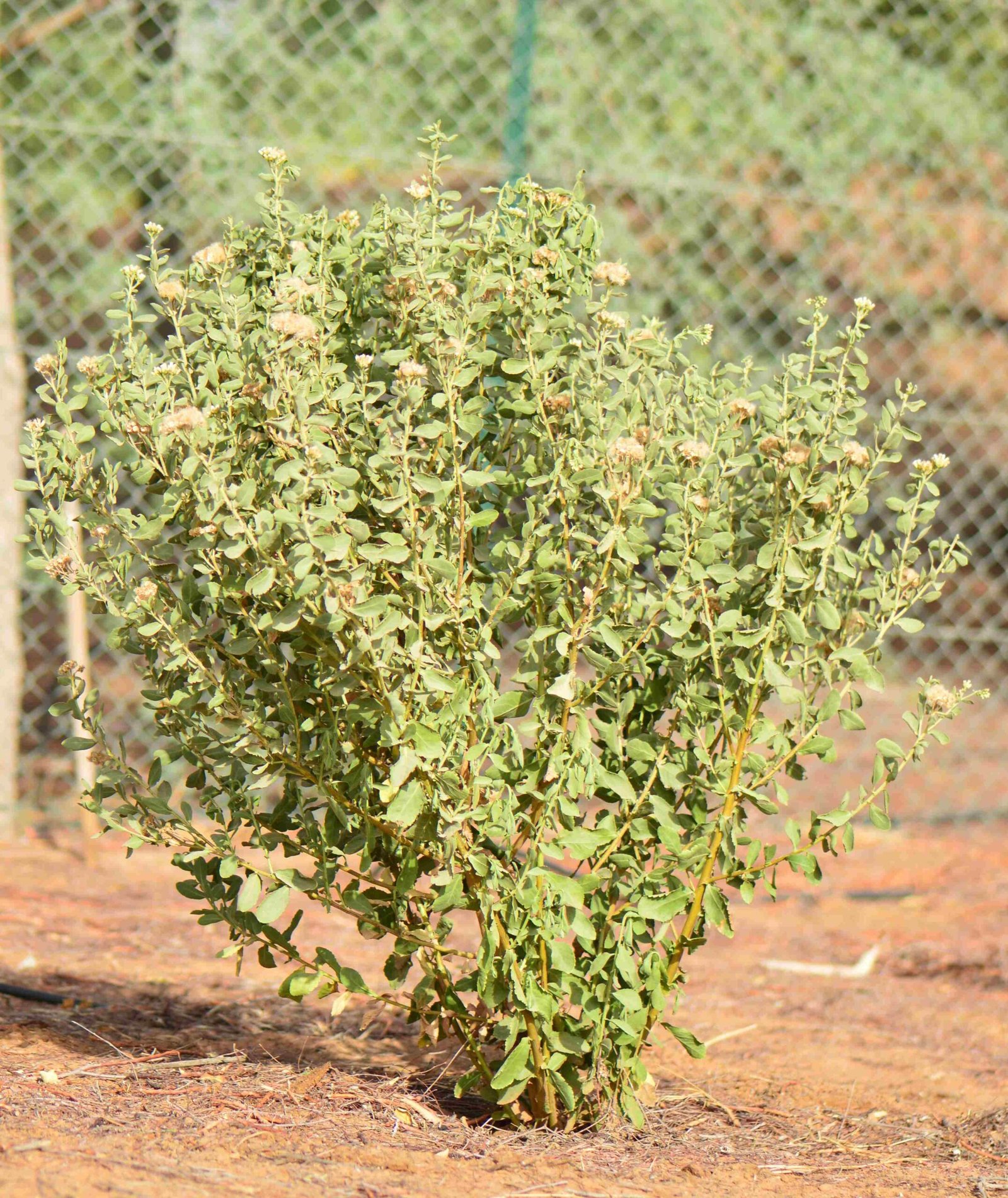 Pluchea Arabica