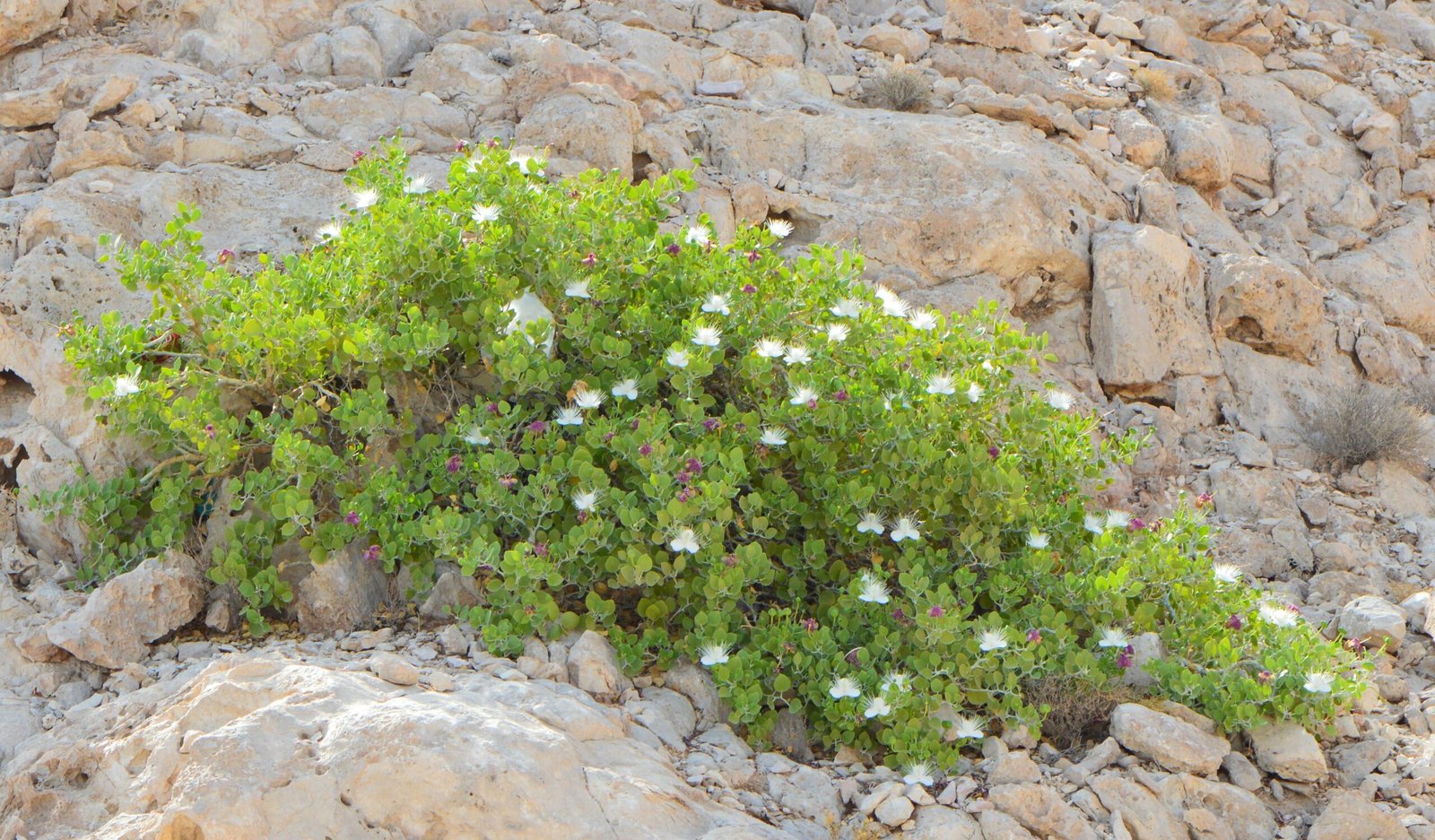 Capparis Cartilaginea - Image 3