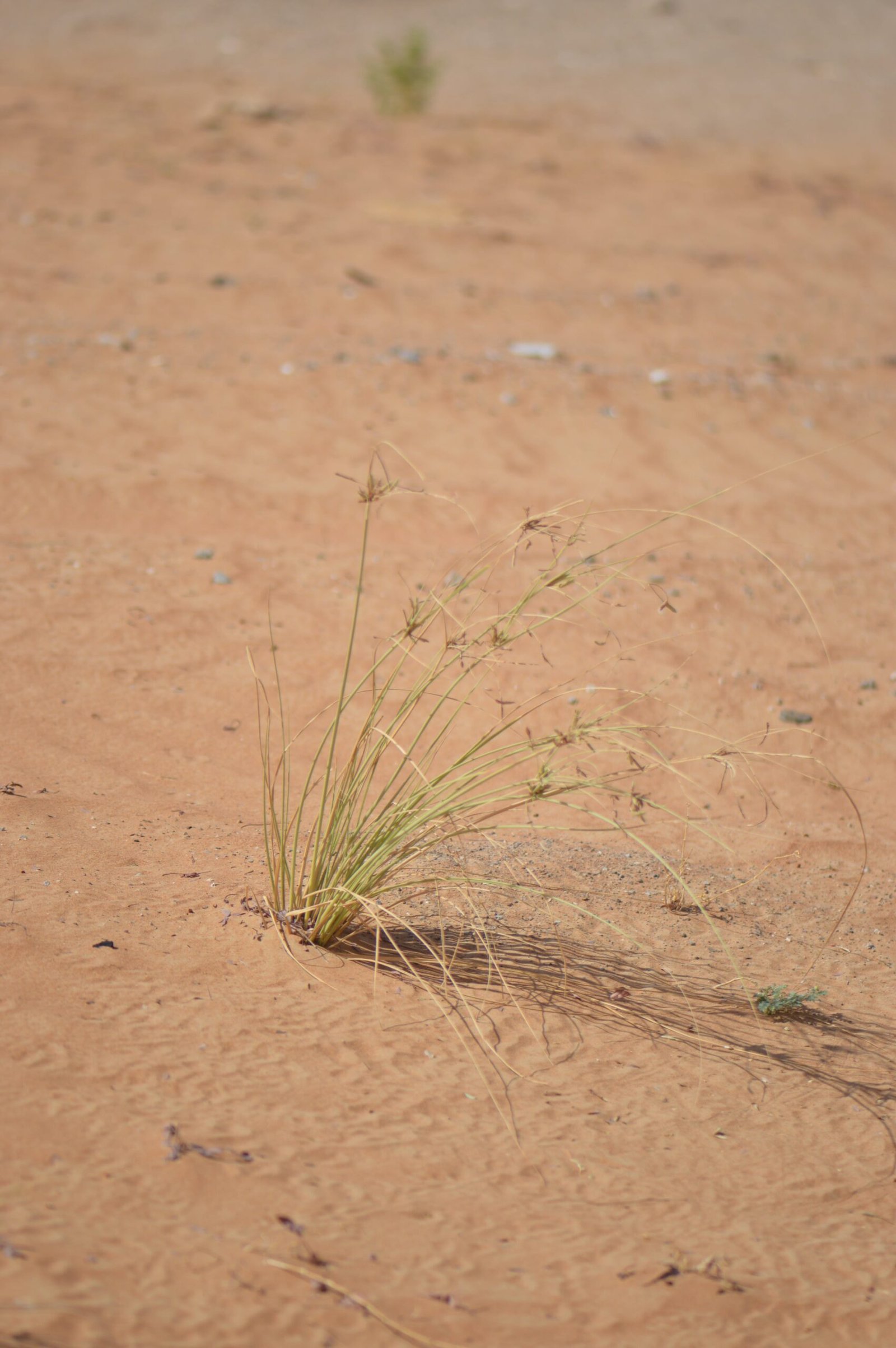 Cyperus Conglomeratus - Image 4