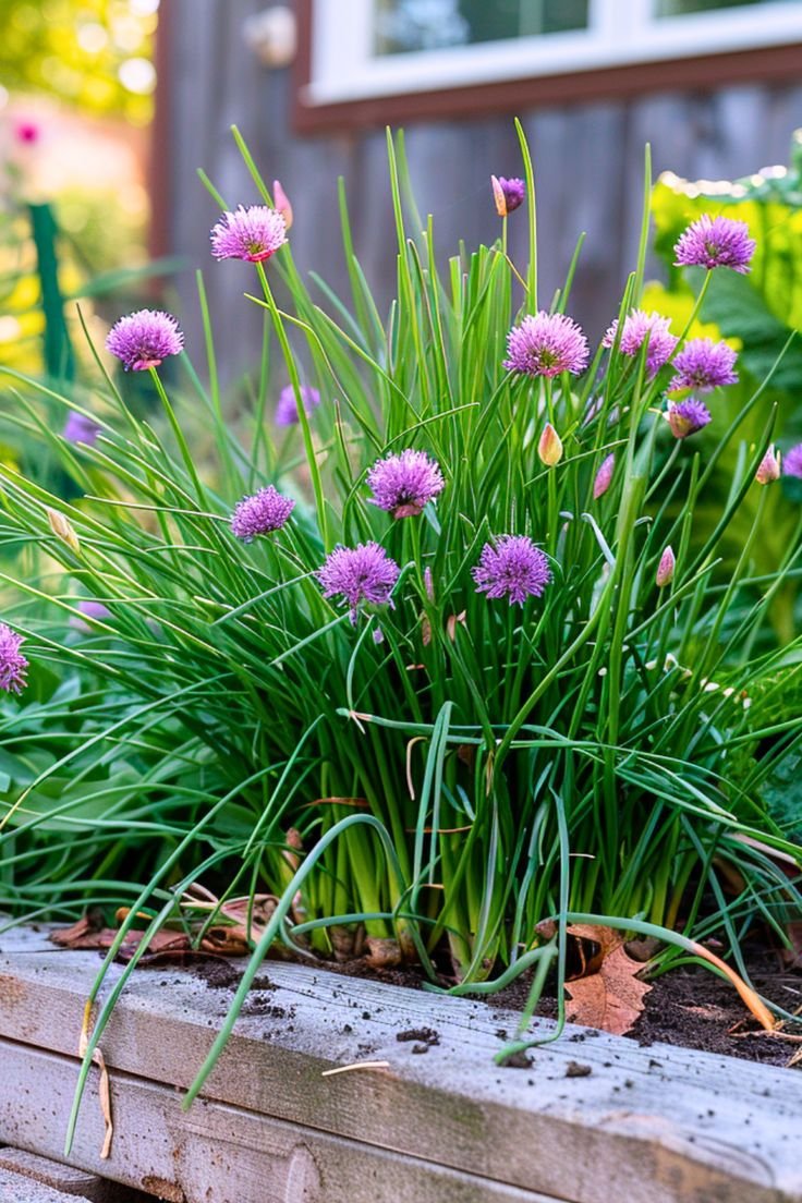 Chives - Image 3