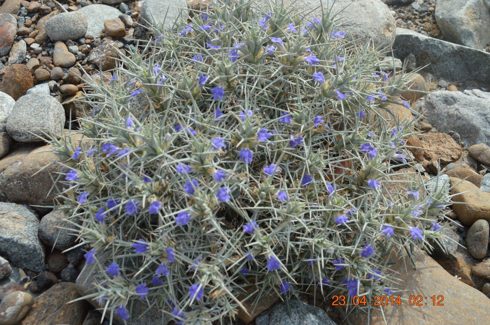 Blepharis Ciliaris