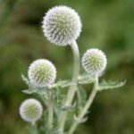 Echinops Spinosissimus