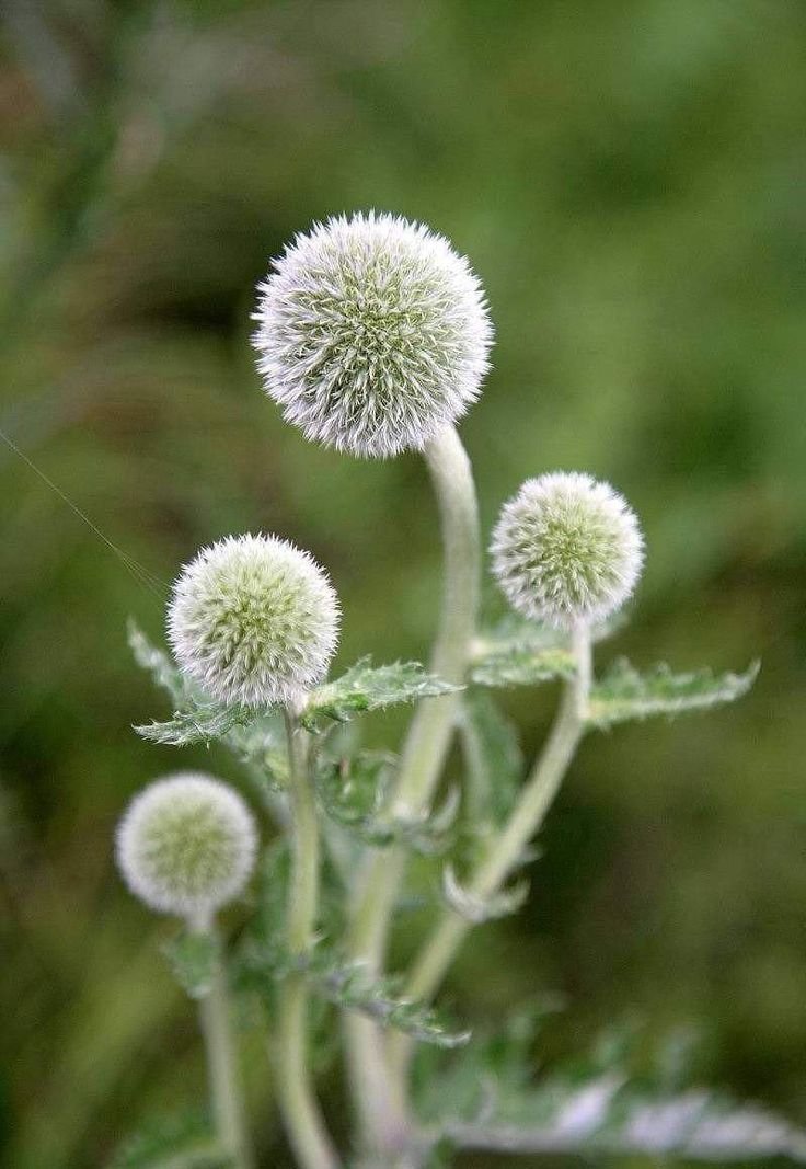 Echinops Spinosissimus