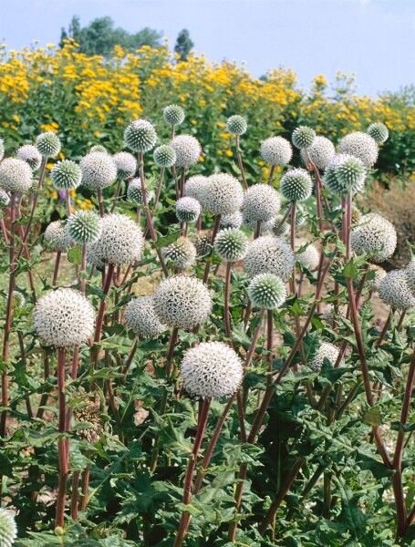 Echinops Spinosissimus