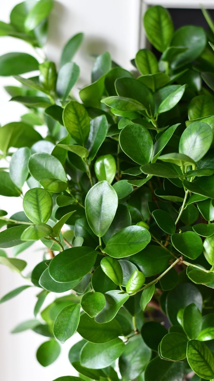 Ficus Microcarpa