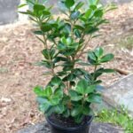 Ficus Microcarpa