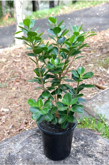 Ficus Microcarpa