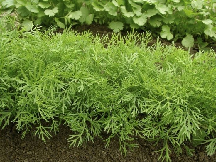 Dill - Image 3