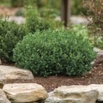Shrubs