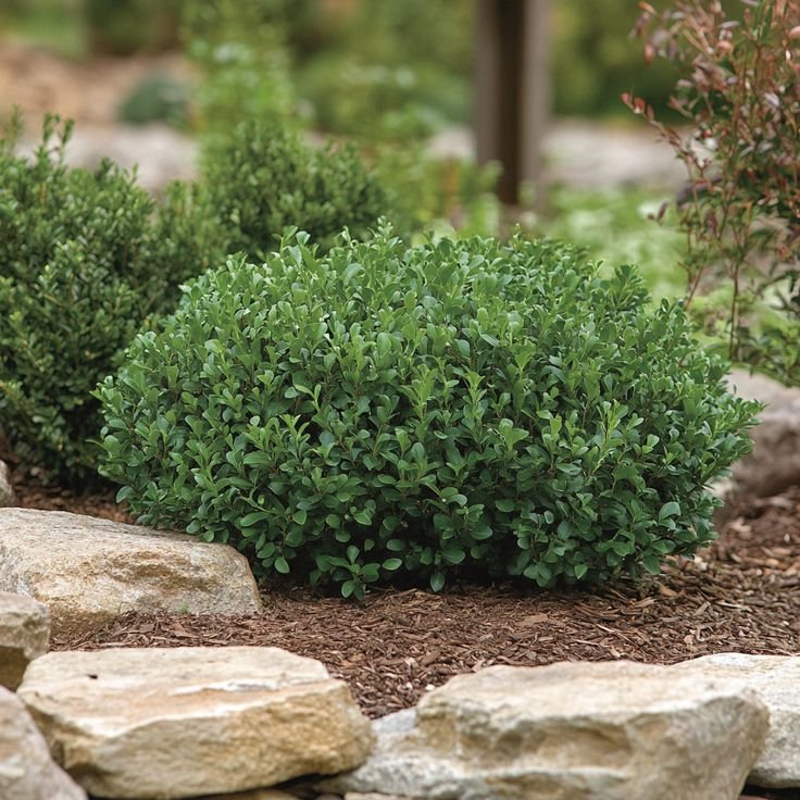 Shrubs