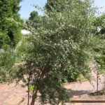 Lawsonia Inermis