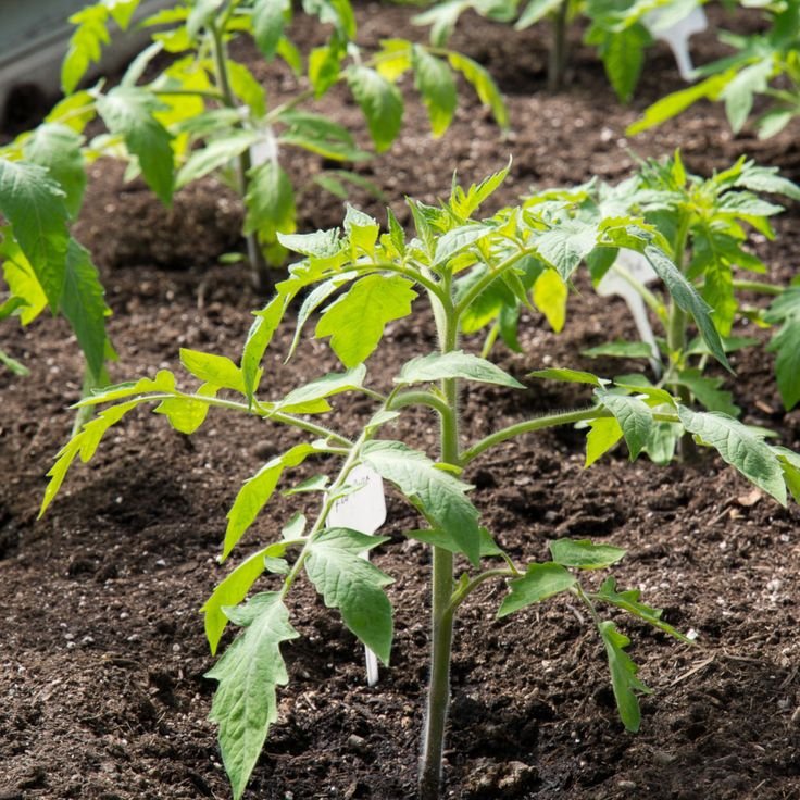 Tomato Plant