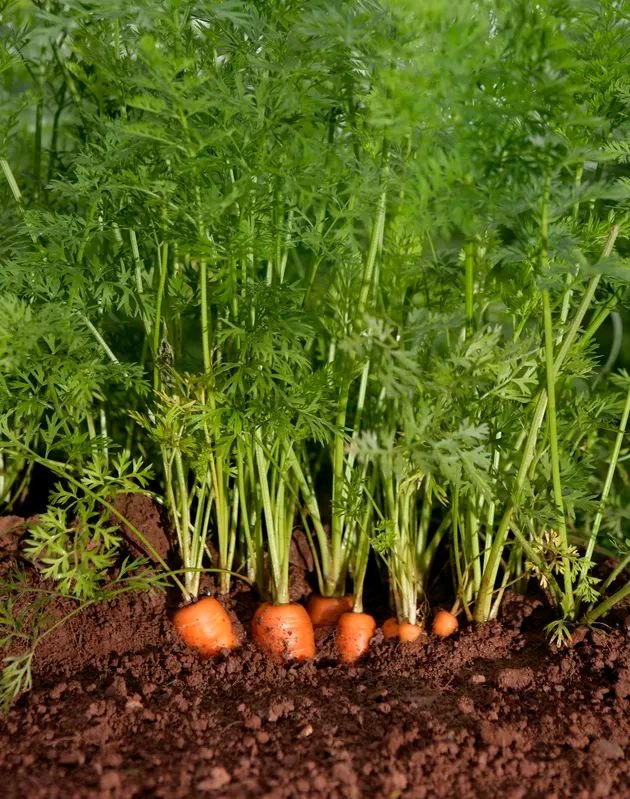 Carrot - Image 3