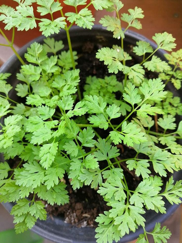 Chervil
