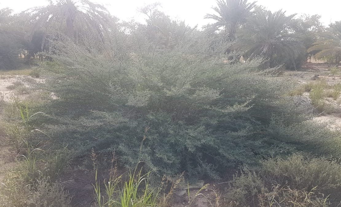Indigofera Oblongifolia - Image 3