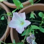 Convolvulus Arvensis