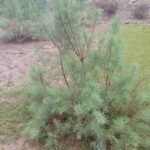 Tamarix Nilotica