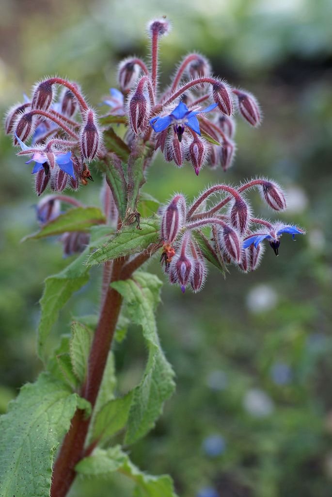 Borage - Image 3
