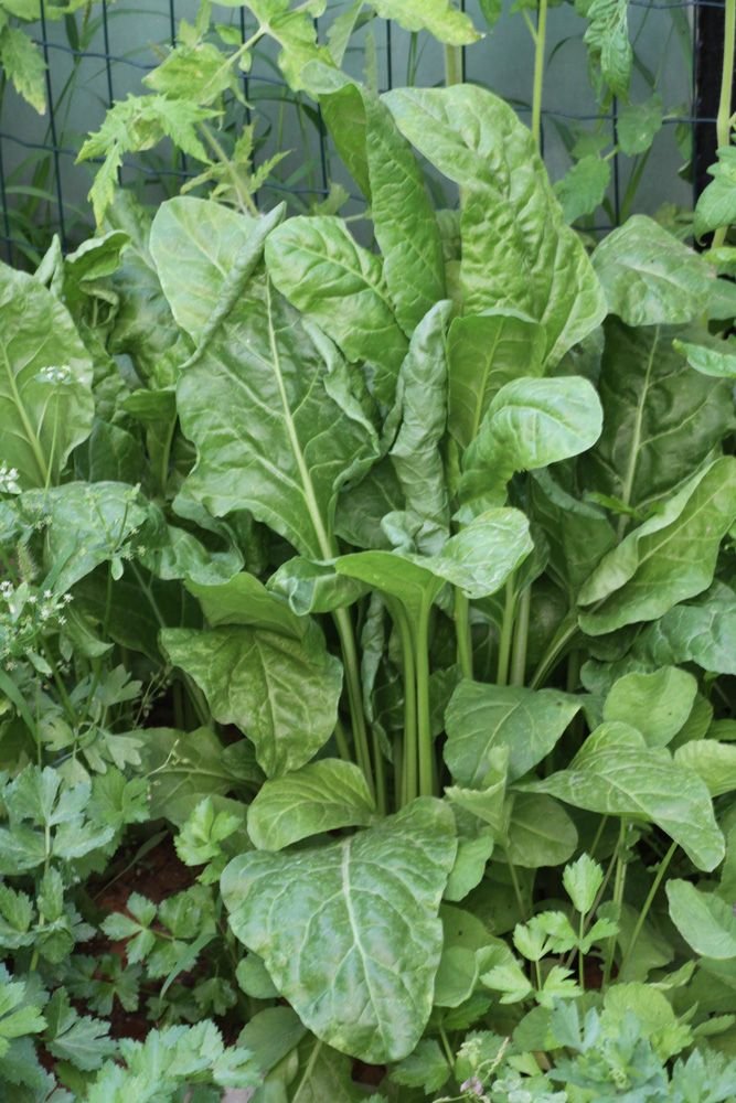 Spinach