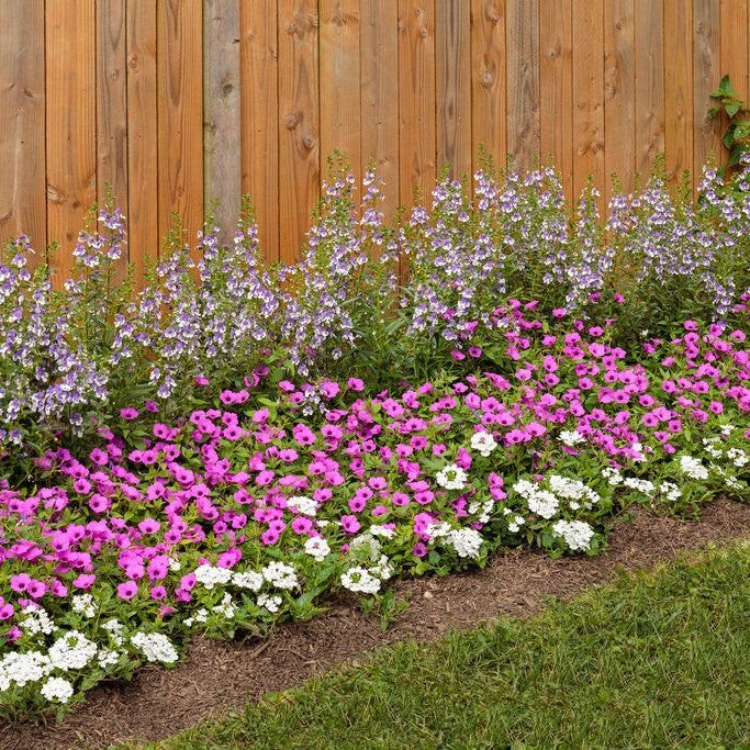 Seasonal Plants