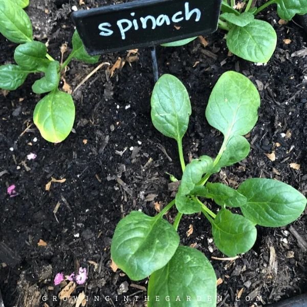 Spinach - Image 3