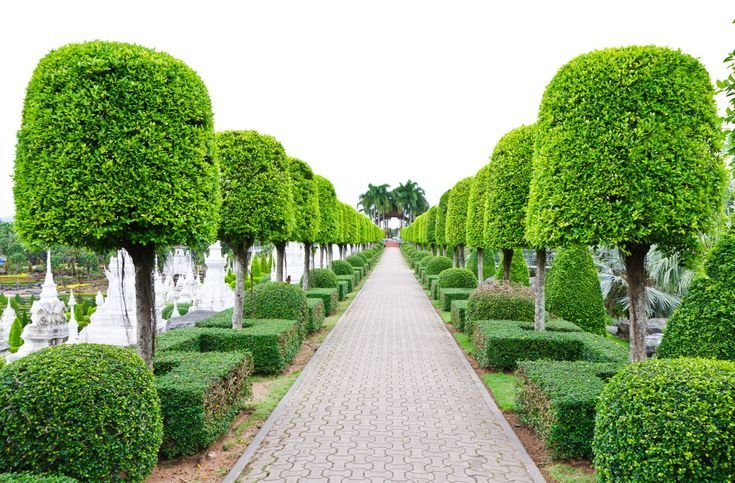 Topiary Plants