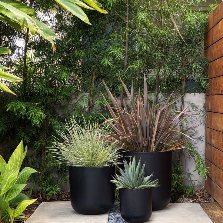 Outdoor Plants