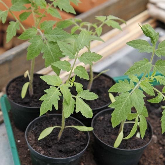 Tomato Plant - Image 3