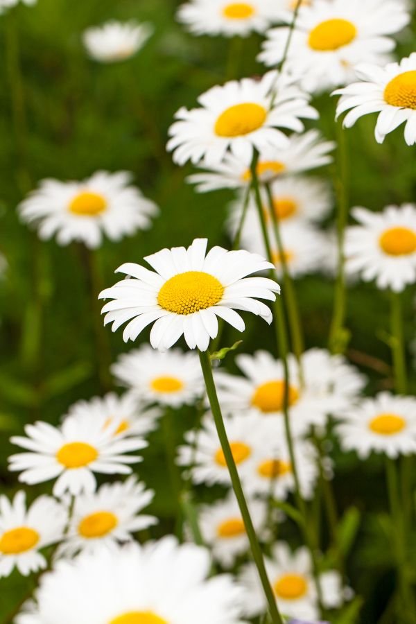 Chamomile