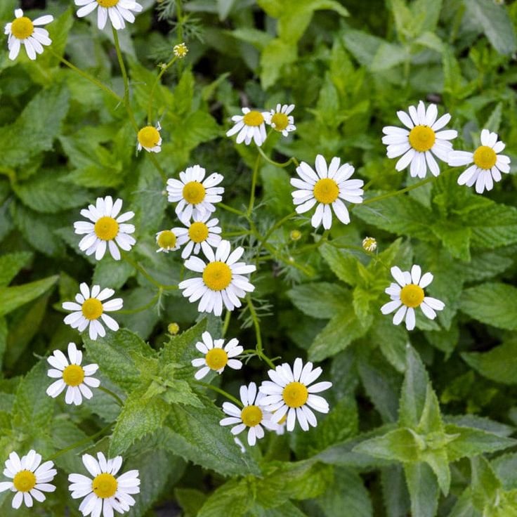 Chamomile - Image 3