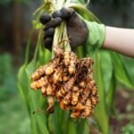 Turmeric
