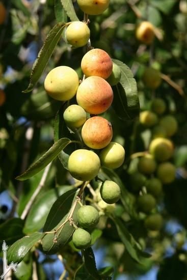 Ziziphus Spina-Christi - Image 4
