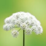 Angelica