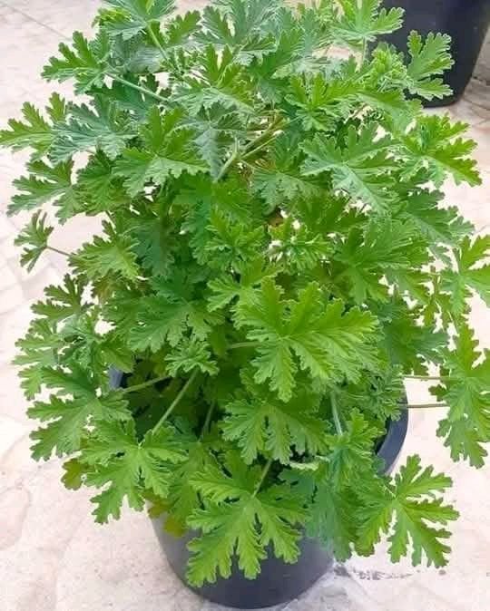 Citronella
