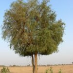 Ziziphus Spina-Christi