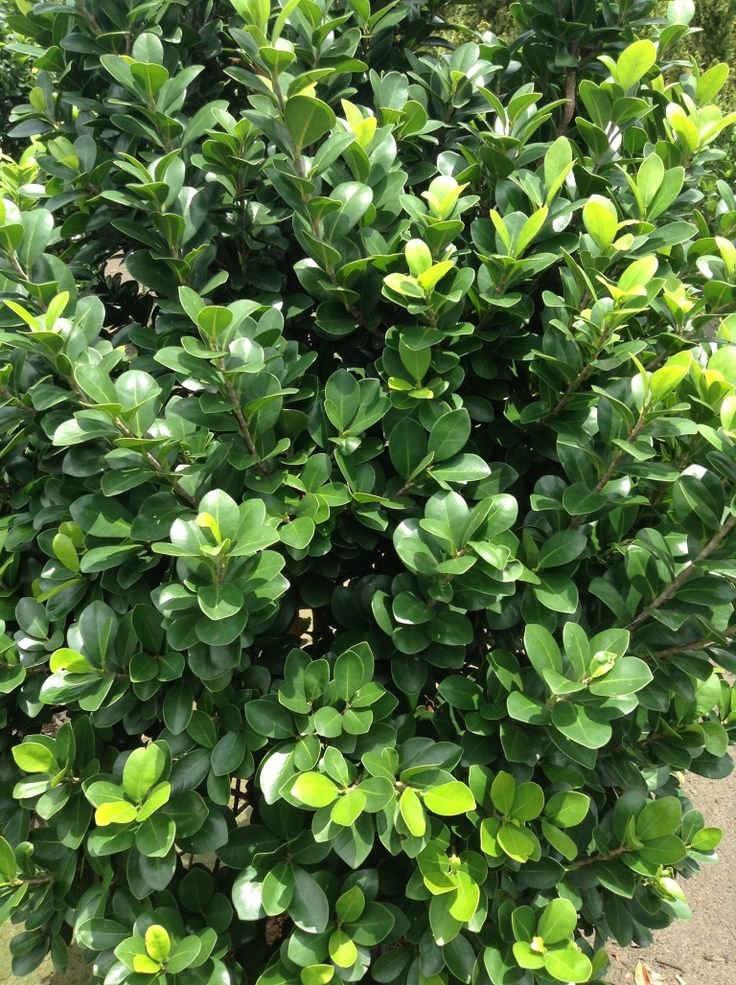 Ficus Microcarpa - Image 3