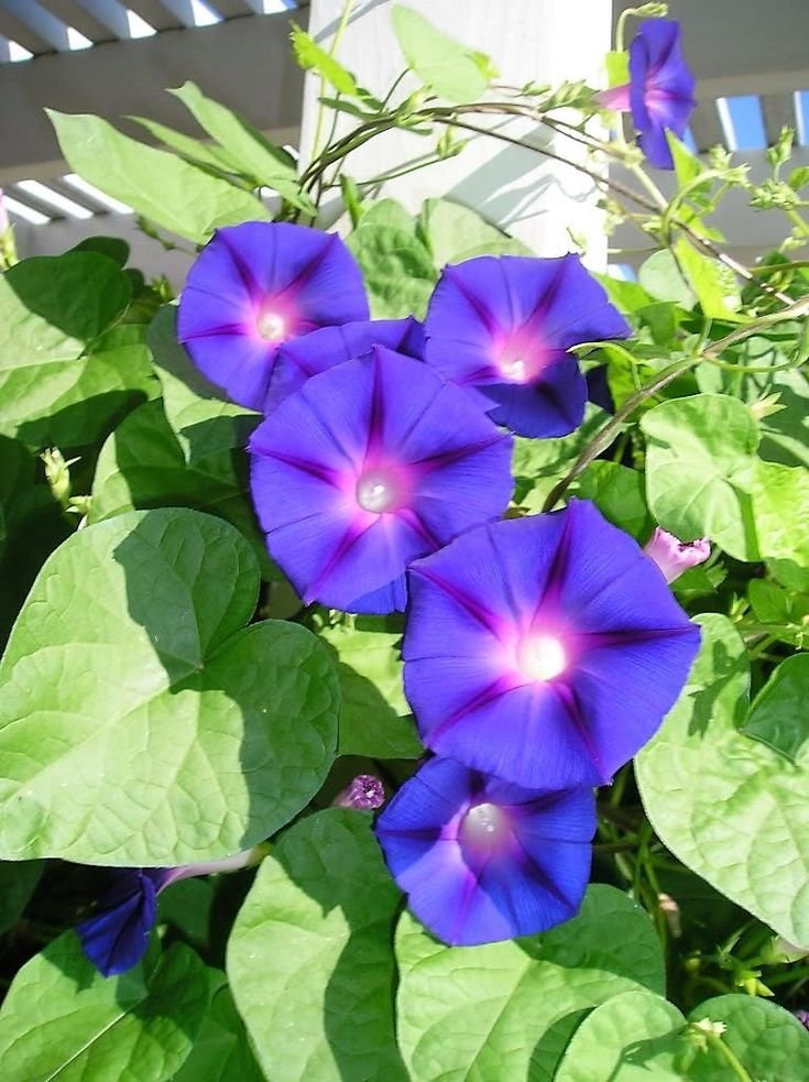 Morning Glory (Ipomoea spp.)