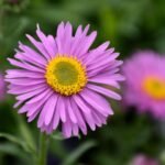 Aster Plant