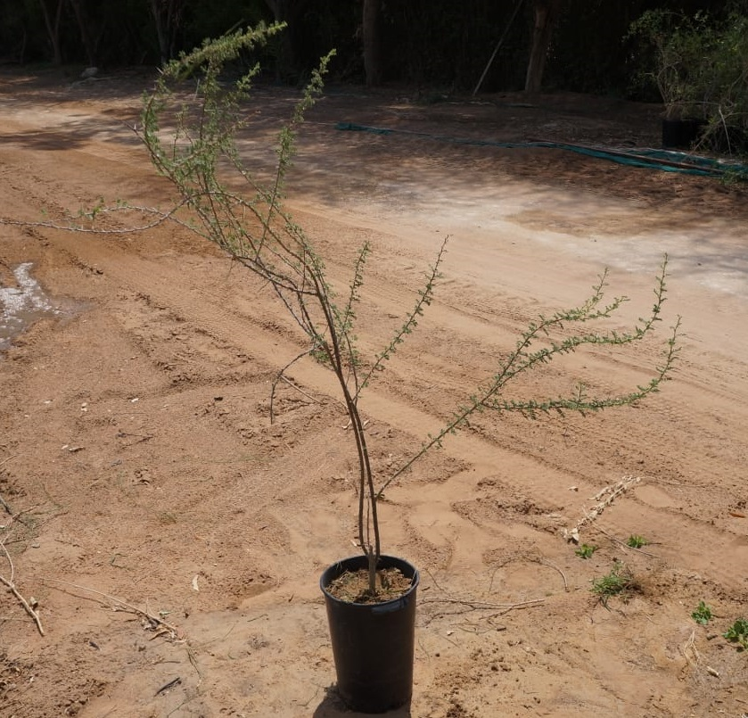 🌳 Vachellia Tortilis