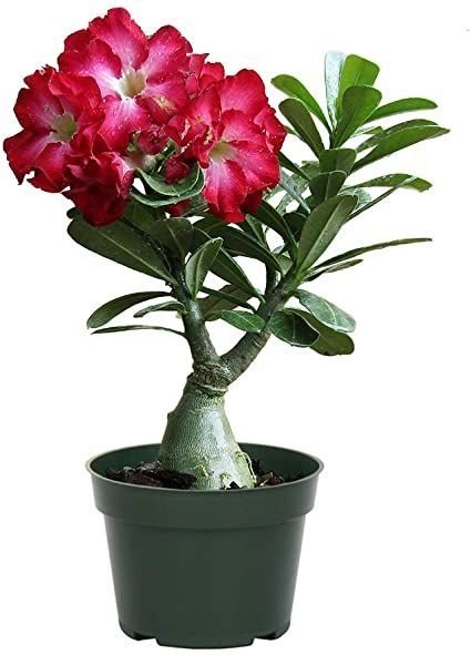 Desert Rose (Adenium Obesum)