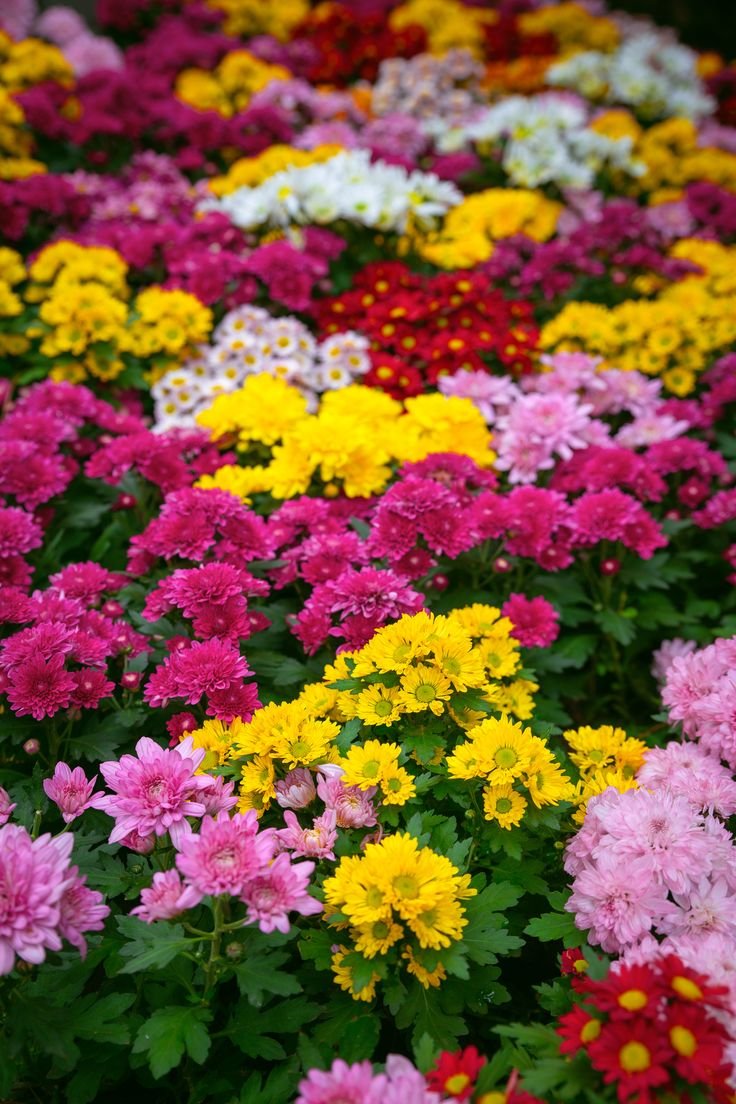Chrysanthemums